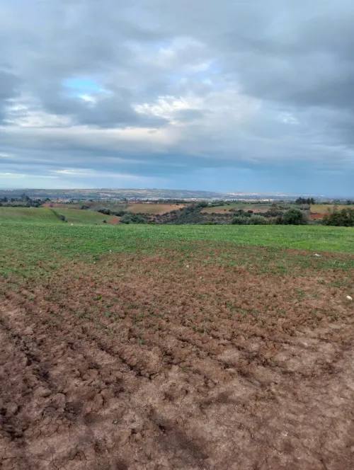 Vente Terrain Agricole Tipaza Meurad