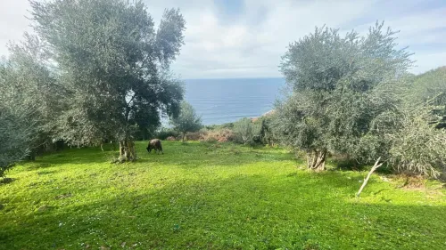 Vente Terrain Jijel El aouana