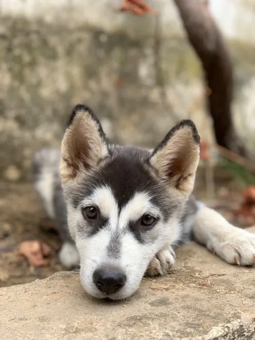 Chiot husky
