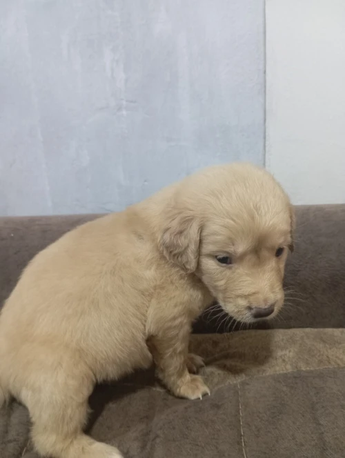Avendre des chiots