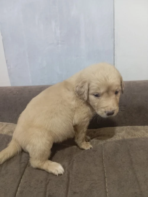 Avendre des chiots