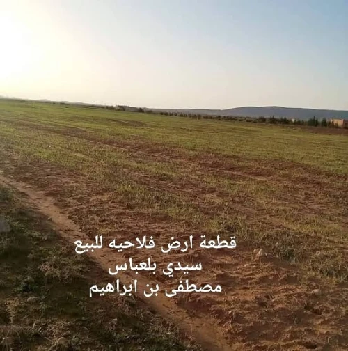 Vente Terrain Sidi Bel Abbès Mostefa ben brahim