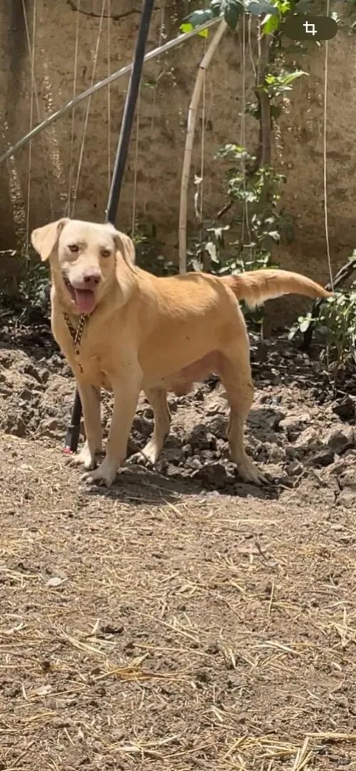 Labrador