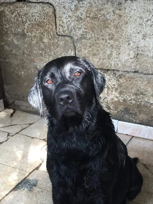 Labrador