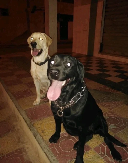 Labrador
