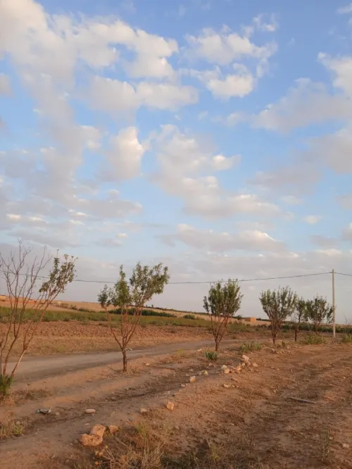 Vente Terrain Agricole Djelfa Djelfa