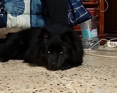 Chiot chowchow