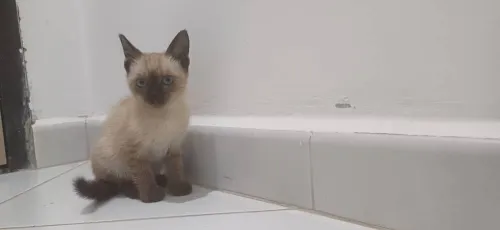 Chat siamois 