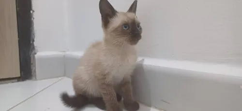 Chat siamois 