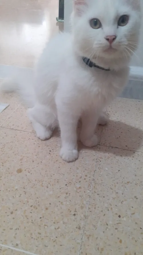 chaton Persan Angora