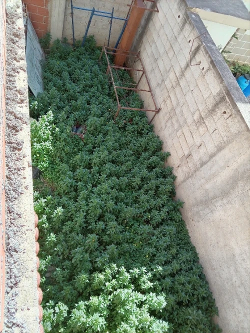 Vente Villa Alger Reghaia