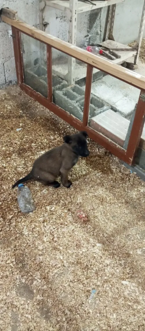 Femelle malinois 