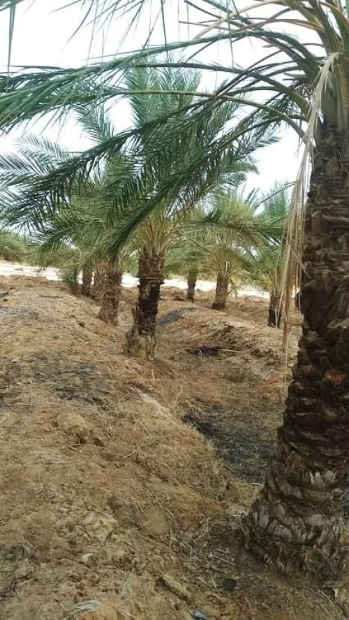 Vente Terrain Agricole Biskra El haouch