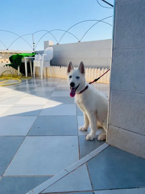 Husky 