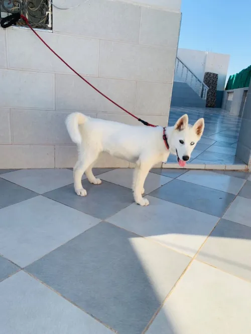 Husky 