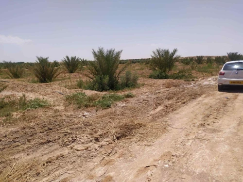 Vente Terrain Agricole Biskra Lioua