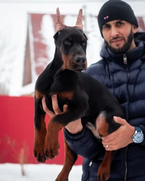Doberman Européen disponible 
