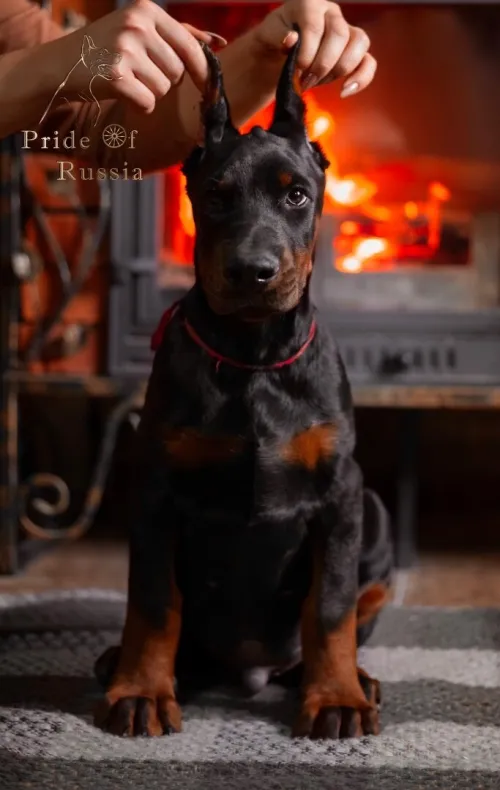 Doberman Européen disponible 