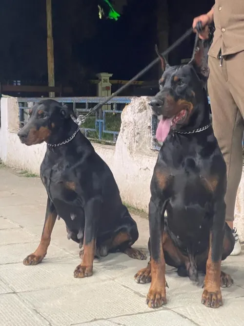 Doberman Européen disponible 