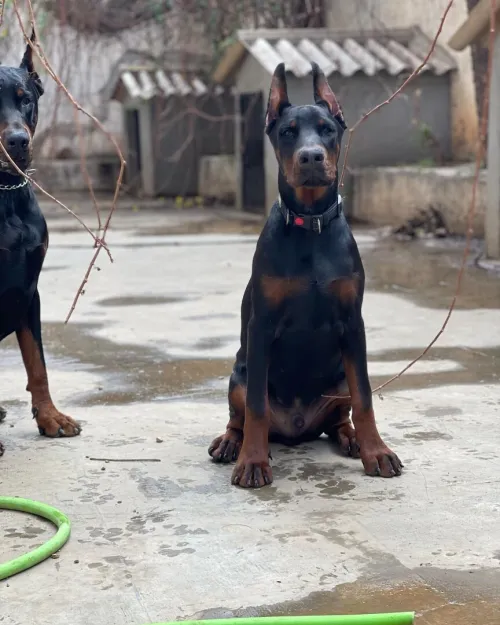 Doberman Européen disponible 