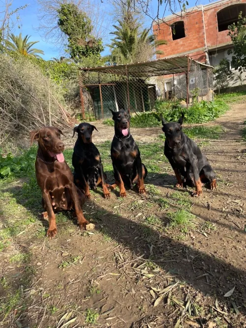Dobermann Kennel Algerien