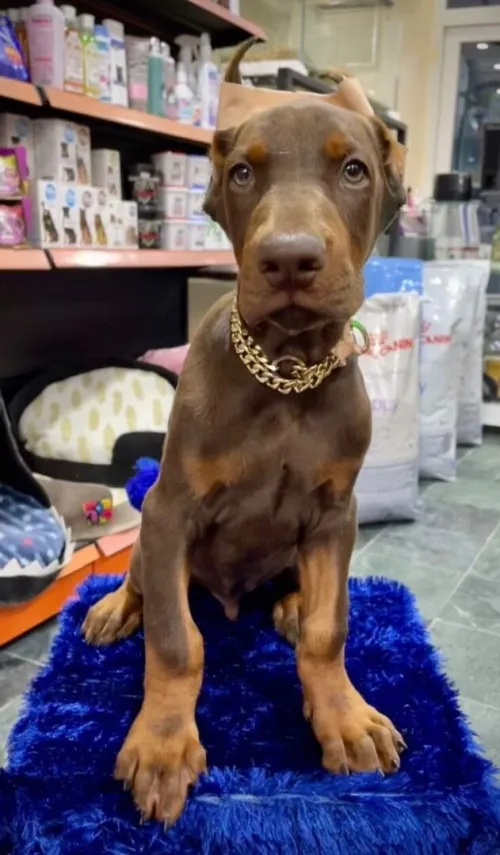 Doberman Européen disponible 