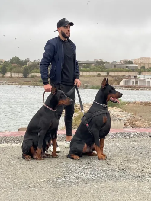 Doberman Européen disponible 