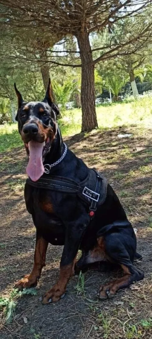 Dobermann Kennel Algerien