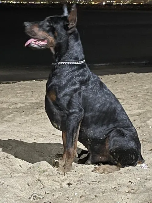 Doberman Européen disponible 