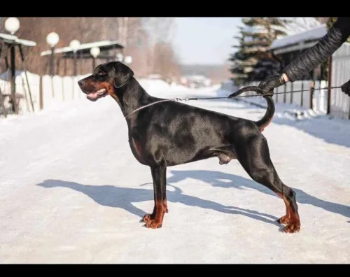 Doberman Européen disponible 