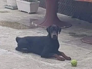 Doberman Européen disponible 
