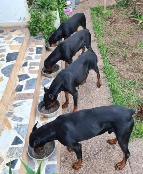 Doberman Européen disponible 