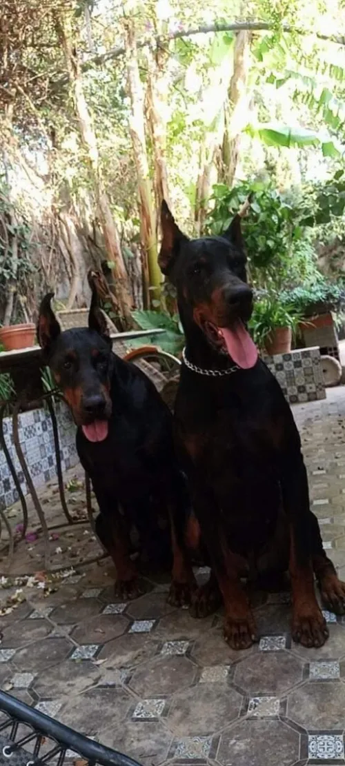 Doberman Européen disponible 