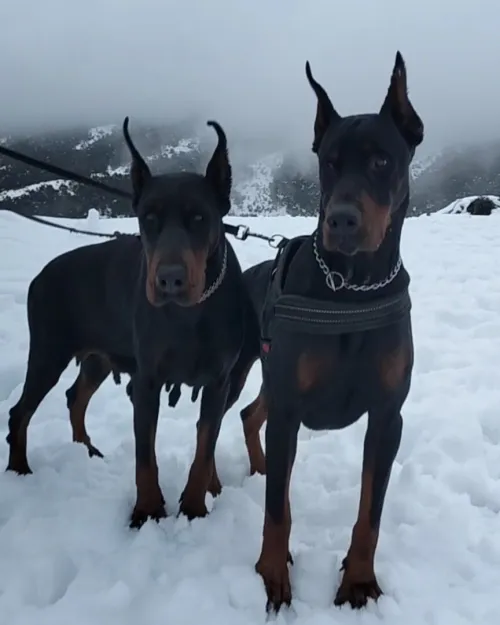Doberman Européen disponible 