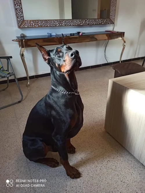 Doberman Européen disponible 