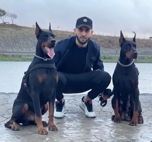Doberman Européen disponible 