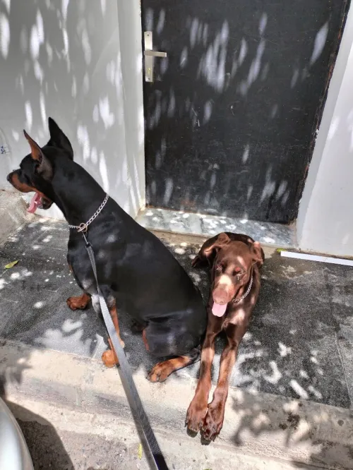 Dobermann Kennel Algerien