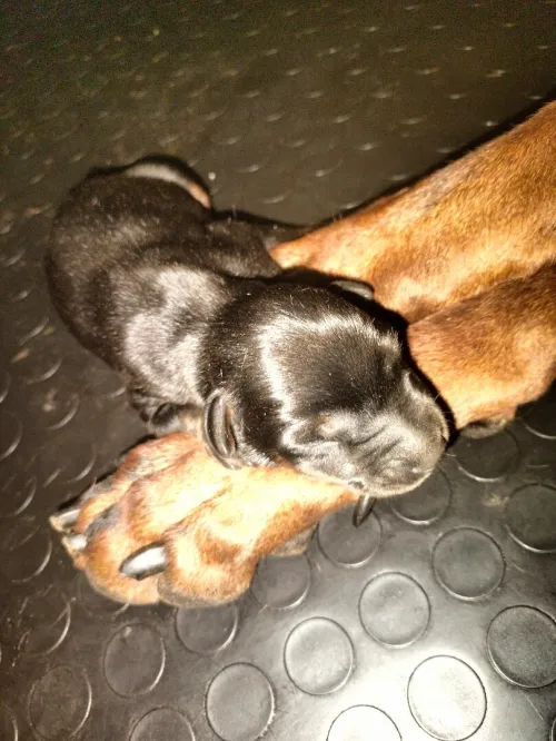 Dobermann Kennel Algerien