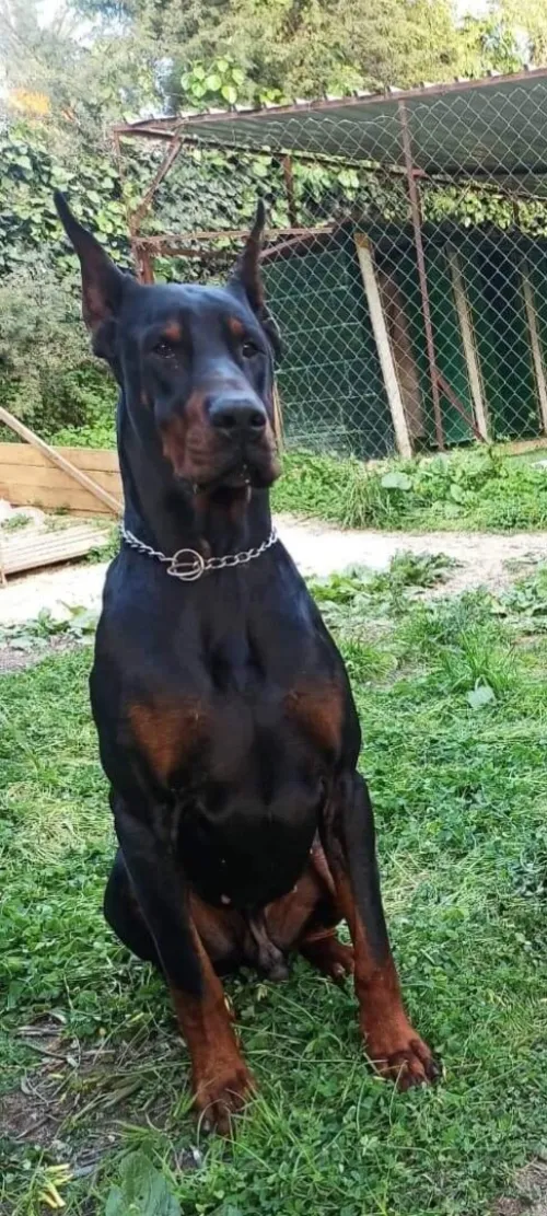 Dobermann Kennel Algerien