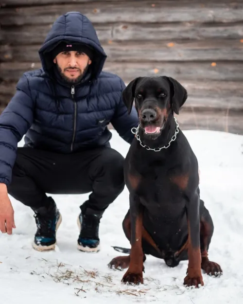 Doberman Européen disponible 