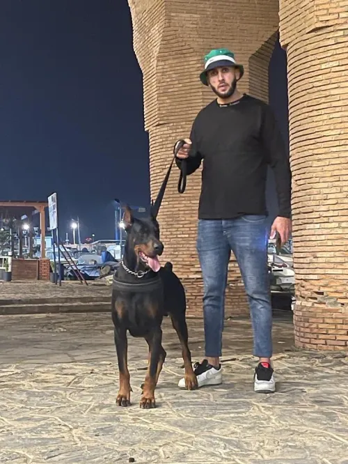 Doberman Européen disponible 