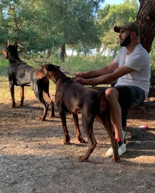Doberman Européen disponible 