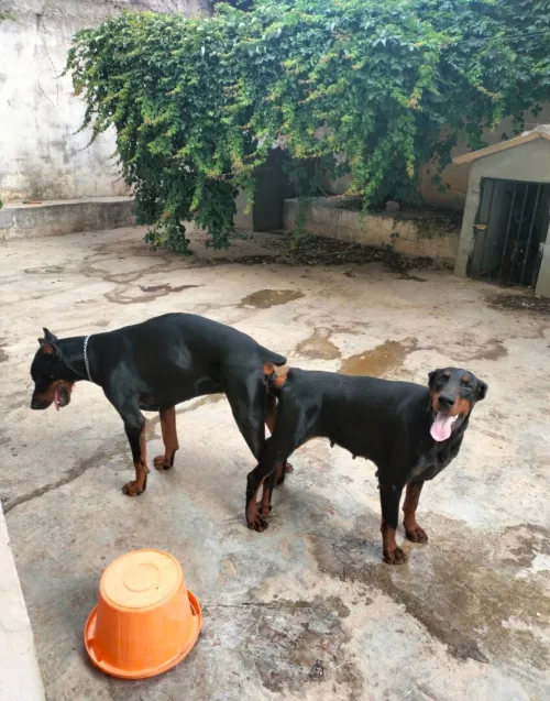 Doberman Européen disponible 