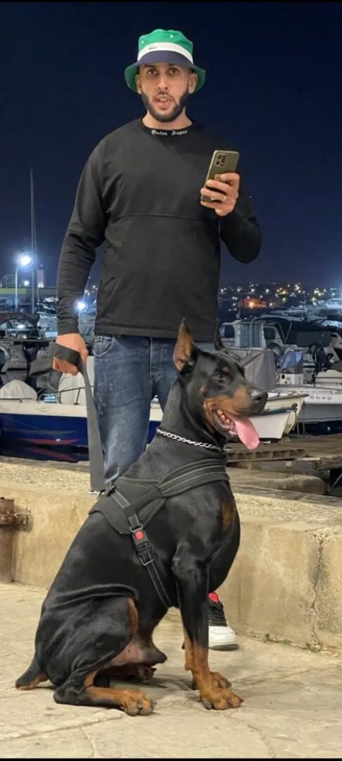 Doberman Européen disponible 