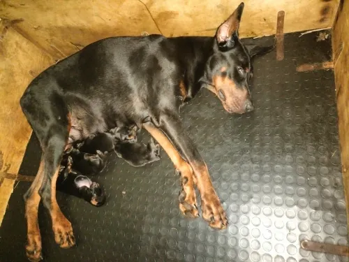 Dobermann Kennel Algerien