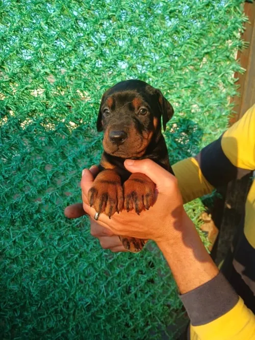 Doberman Européen disponible 