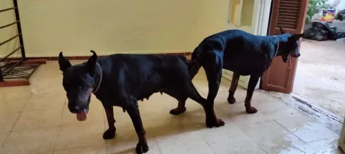 Doberman Européen disponible 