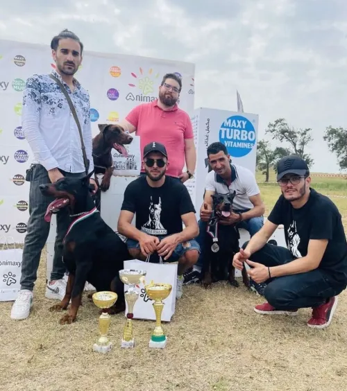Doberman Européen disponible 