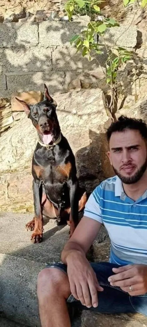 Doberman Européen disponible 