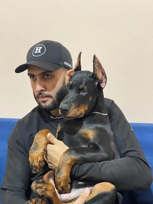 Doberman Européen disponible 